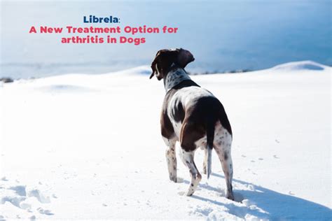 does librela help with arthritis.